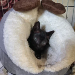 gatitos animales del valle 03