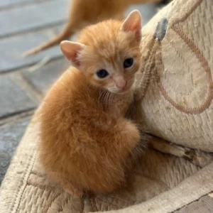 gato animales del valle